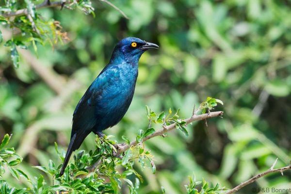 Cape Starling - South Africa - uMkhuze - 2026