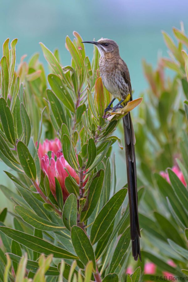 Cape Sugarbird ♂ - South Africa - Brenton-on-sea - 2022