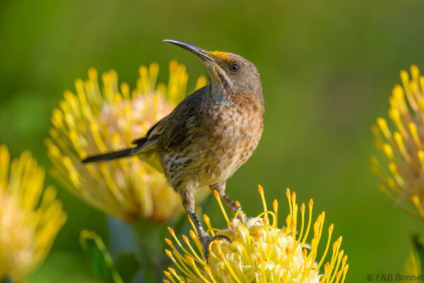 Cape Sugarbird ♀ - South Africa - Cape Town - 2025