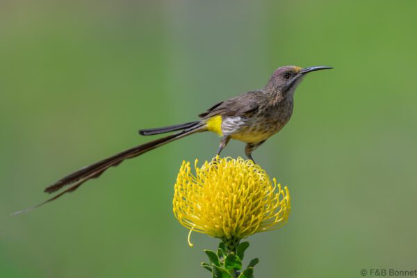 Cape Sugarbird ♂ - South Africa - Cape Town - 2025
