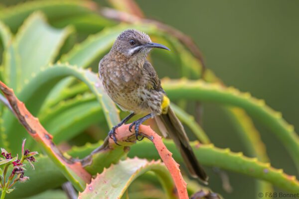 Cape Sugarbird ♂ - South Africa - Brenton-on-sea - 2022
