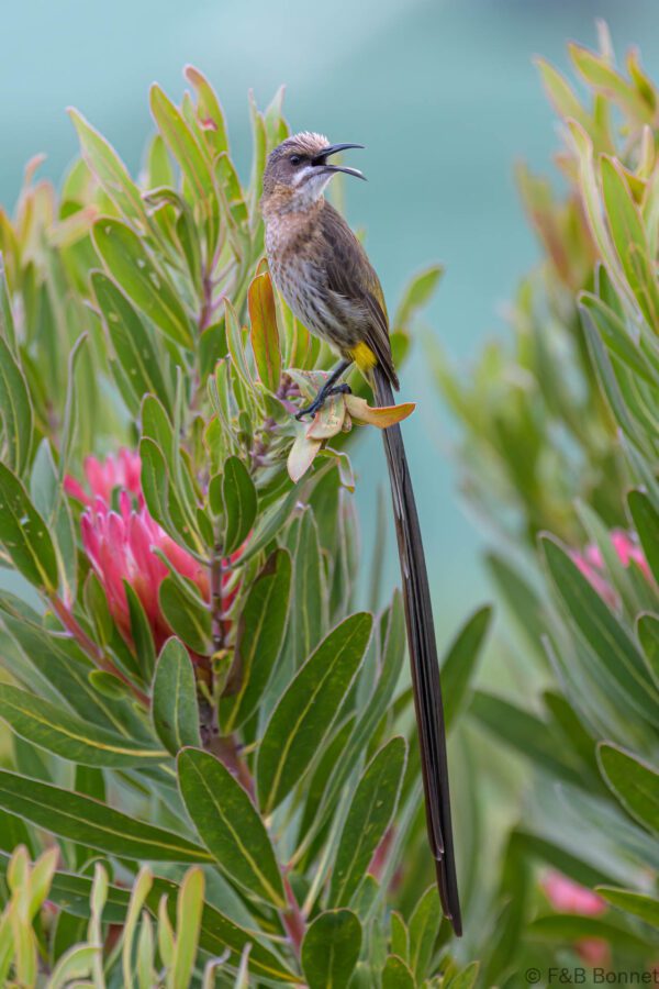Cape Sugarbird ♂ - South Africa - Brenton-on-sea - 2022