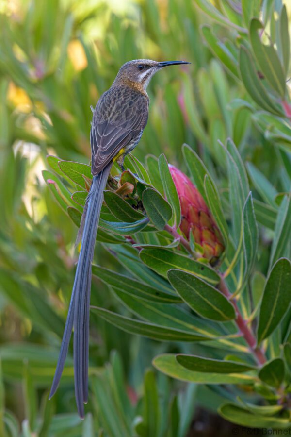 Cape Sugarbird ♂ - South Africa - Brenton-on-sea - 2022