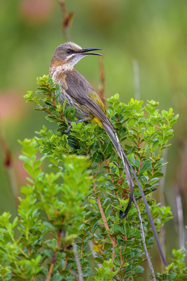 Cape Sugarbird ♂ - South Africa - Brenton-on-sea - 2022