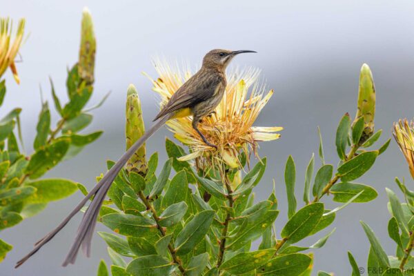 Cape Sugarbird ♂ - South Africa - Zwellendam - 2022