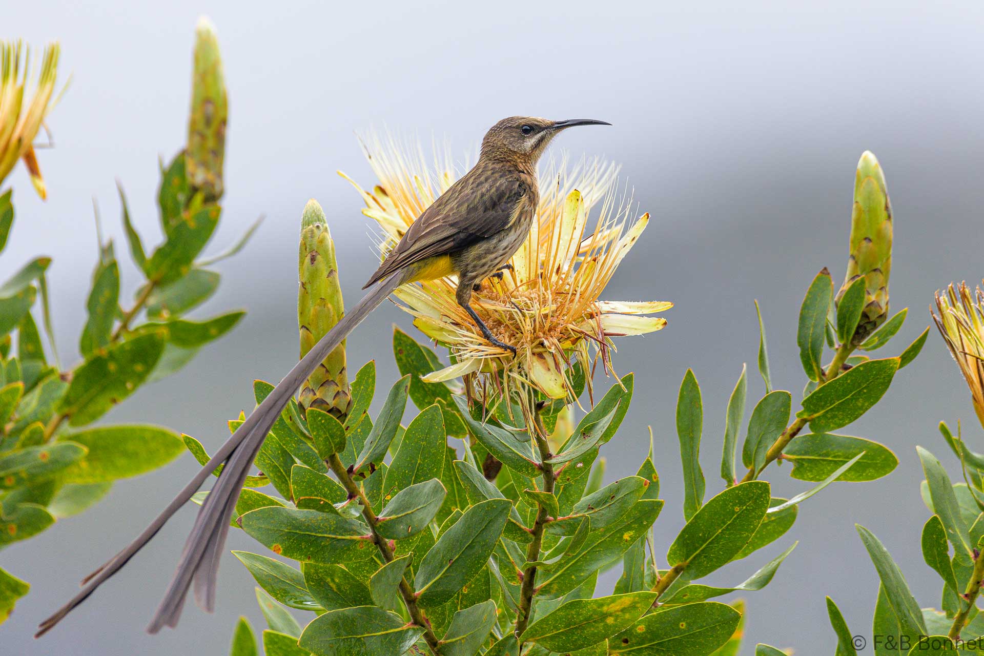Cape Sugarbird ♂ - South Africa - Zwellendam - 2022
