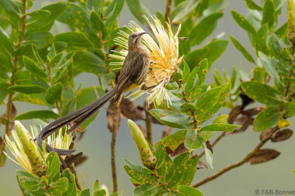 Cape Sugarbird ♂ - South Africa - Zwellendam - 2022