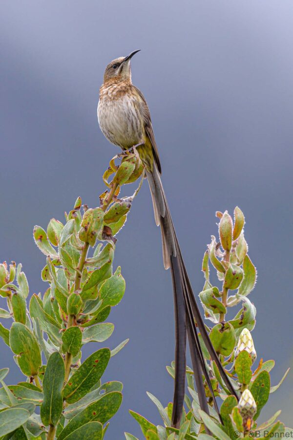 Cape Sugarbird ♂ - South Africa - Zwellendam - 2022