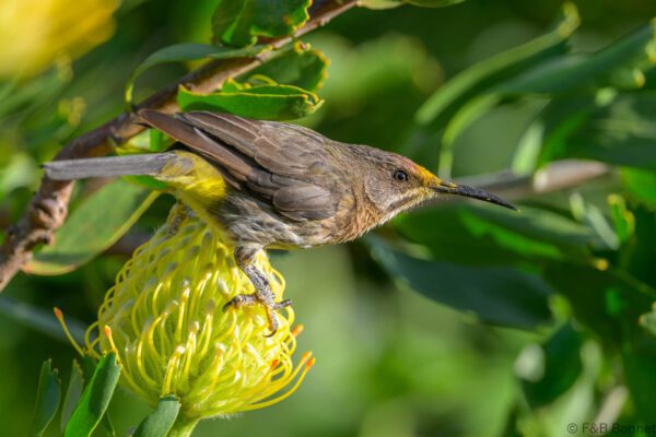 Cape Sugarbird ♀ - South Africa - Cape Town - 2025