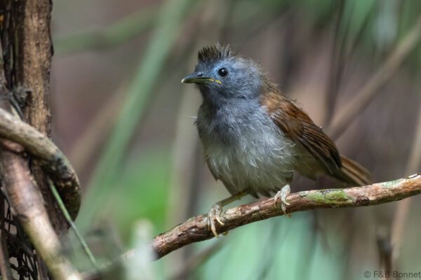 Chestnut-winged Babbler - Thailand - Krung Ching - 2026