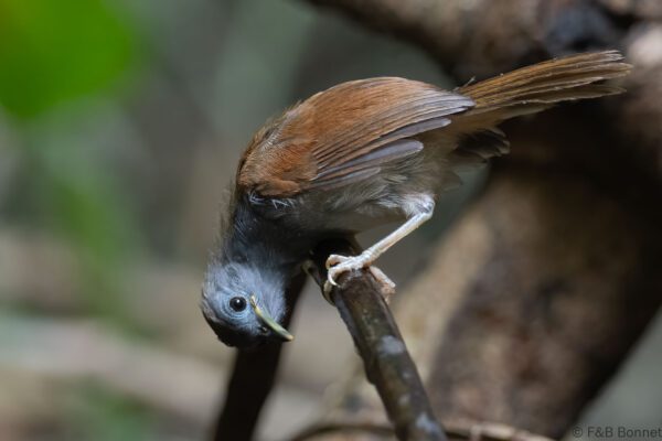 Chestnut-winged Babbler - Thailand - Krung Ching - 2026