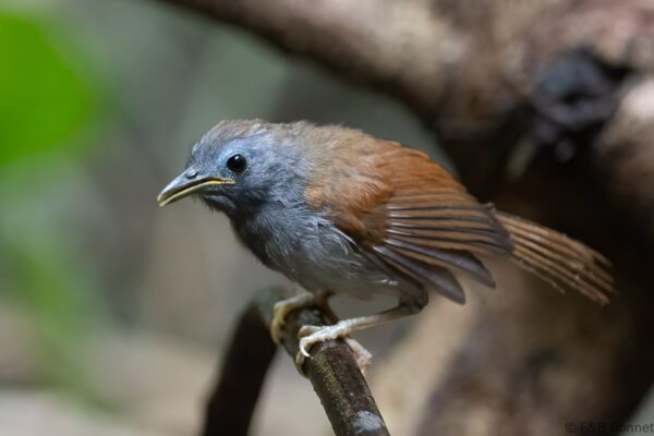 Chestnut-winged Babbler - Thailand - Krung Ching - 2026
