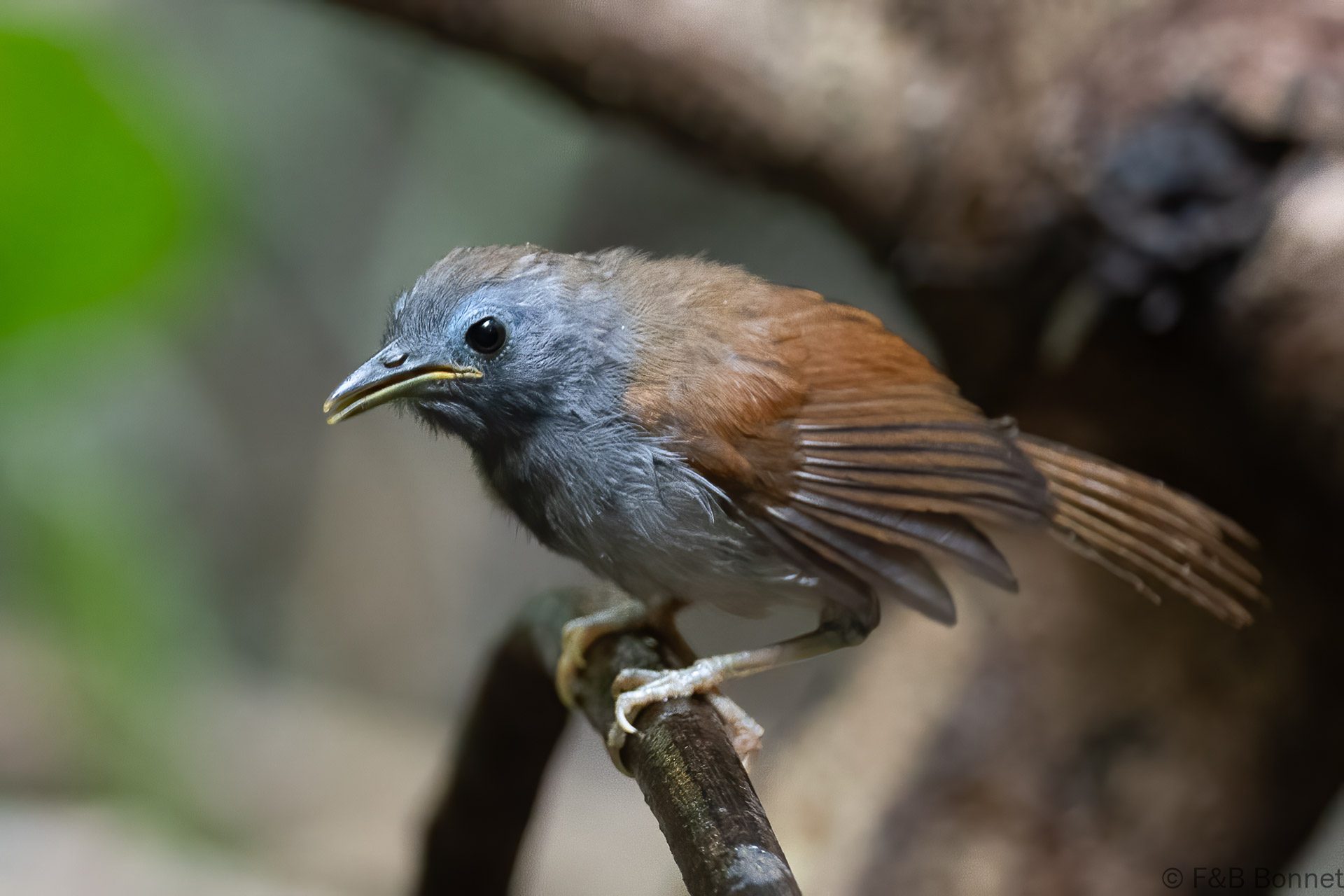 Chestnut-winged Babbler - Thailand - Krung Ching - 2026
