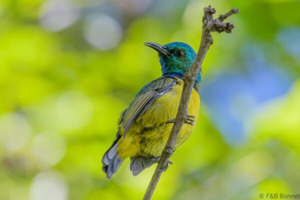 Collared Sunbird - South Africa - Ndumu - 2022
