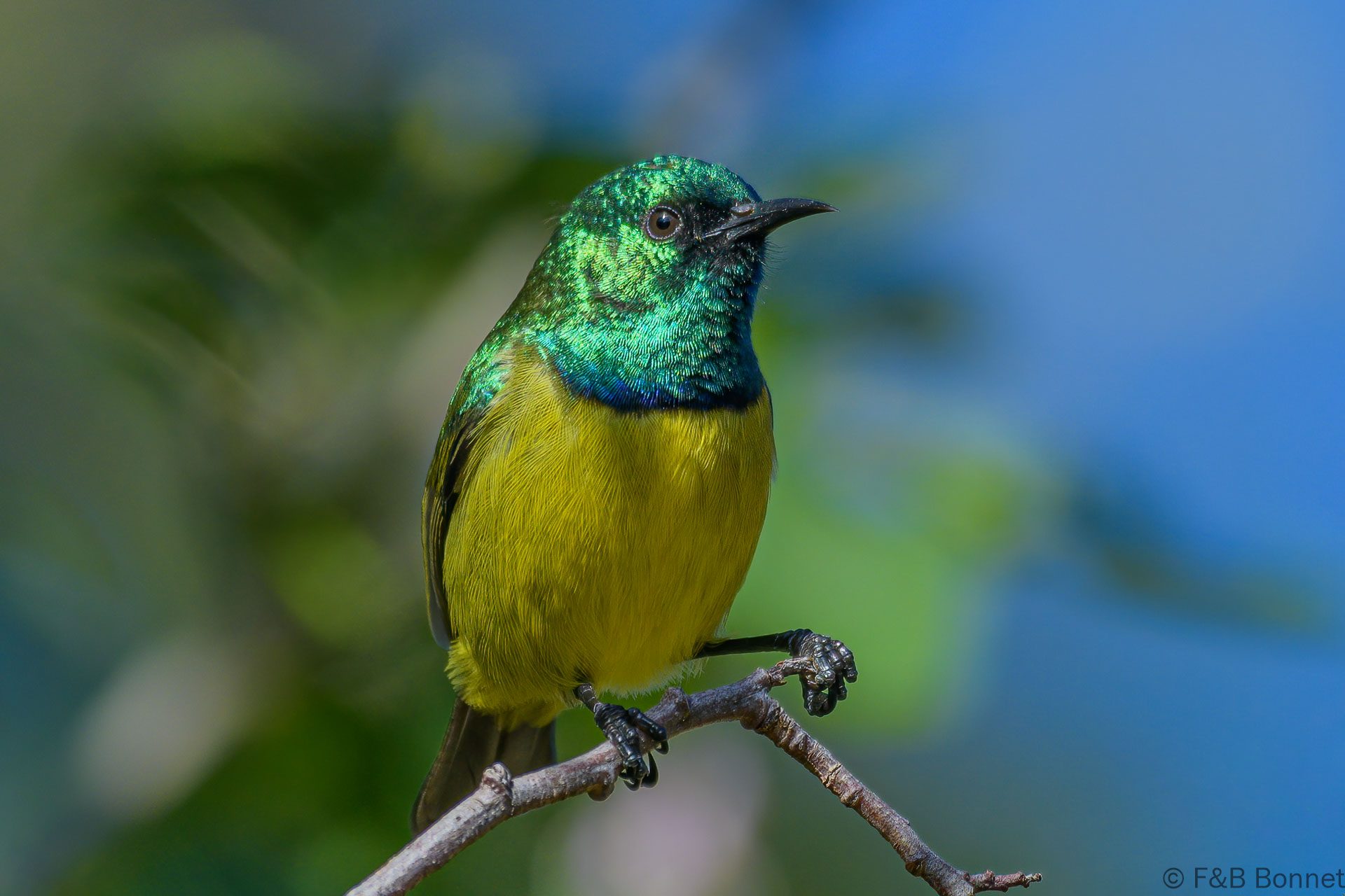 Collared Sunbird - South Africa - Brenton-on-lake - 2022