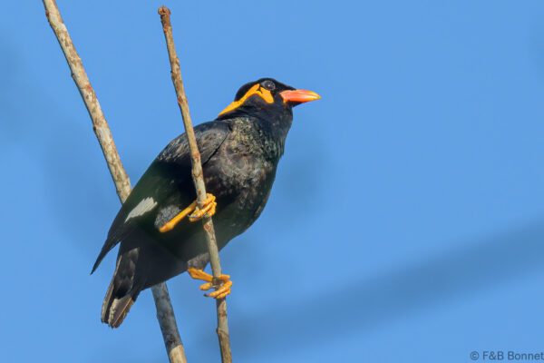 Common Hill Myna - Thailand - Soi Dao - 2023
