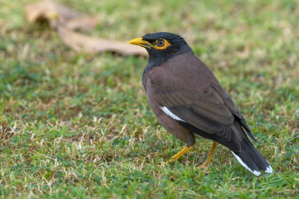 Common Myna - Thailand - Bangkok - 2023