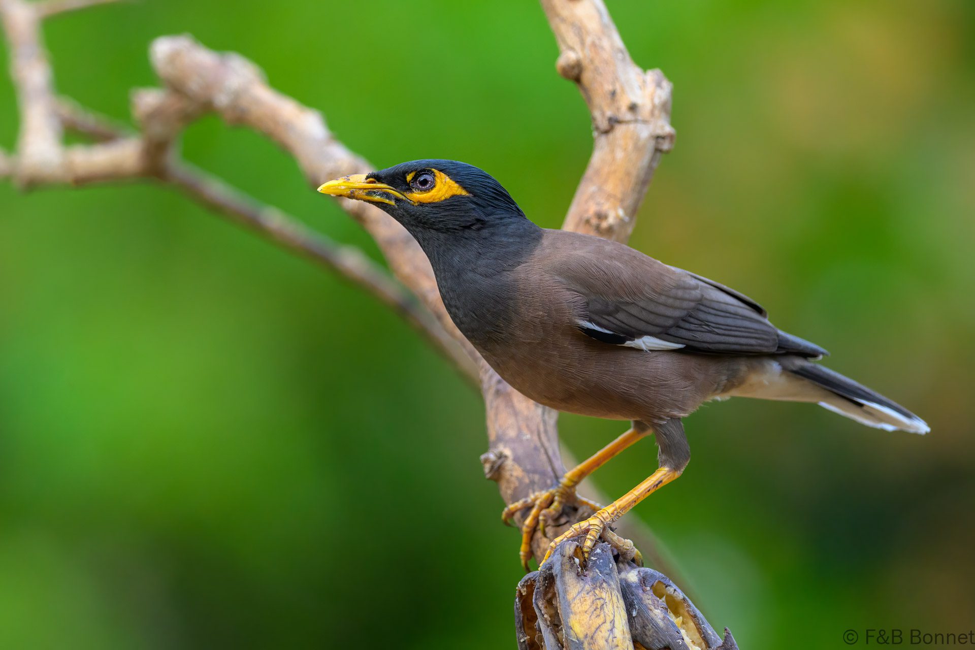 Common Myna - Thailand - Kaeng Krachan - 2025