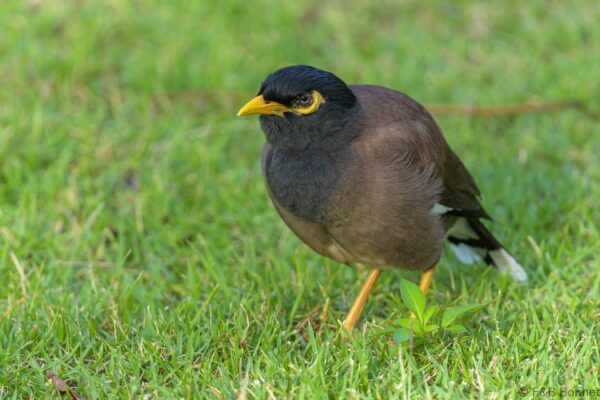 Common Myna - Thailand - Bangkok - 2023
