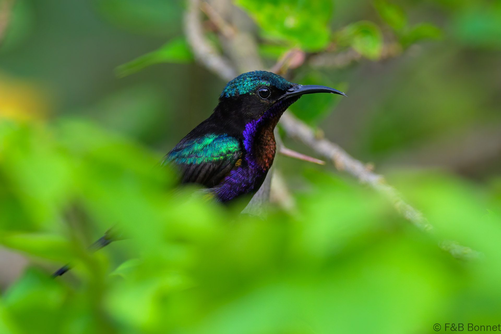 Copper-throated Sunbird ♂ - Philippines - Palawan - 2025