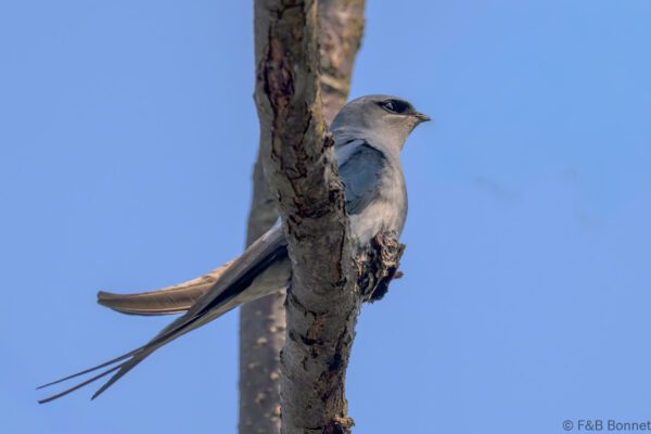 Crested Treeswift - China - Yunnan - 2025