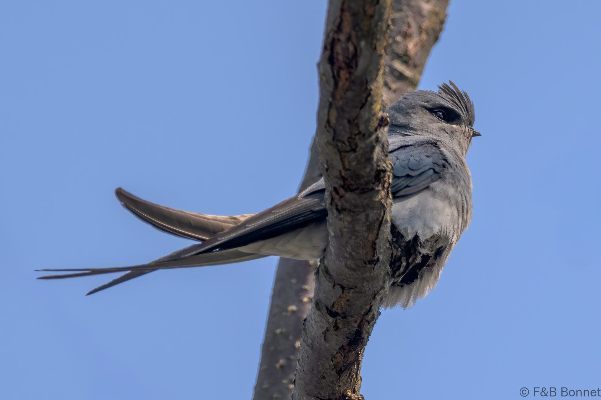 Crested Treeswift - China - Yunnan - 2025