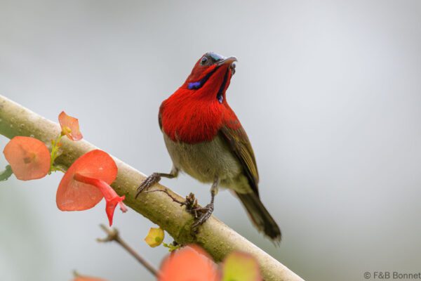 Crimson Sunbird ♂ - Thailand - Krung Ching - 2024