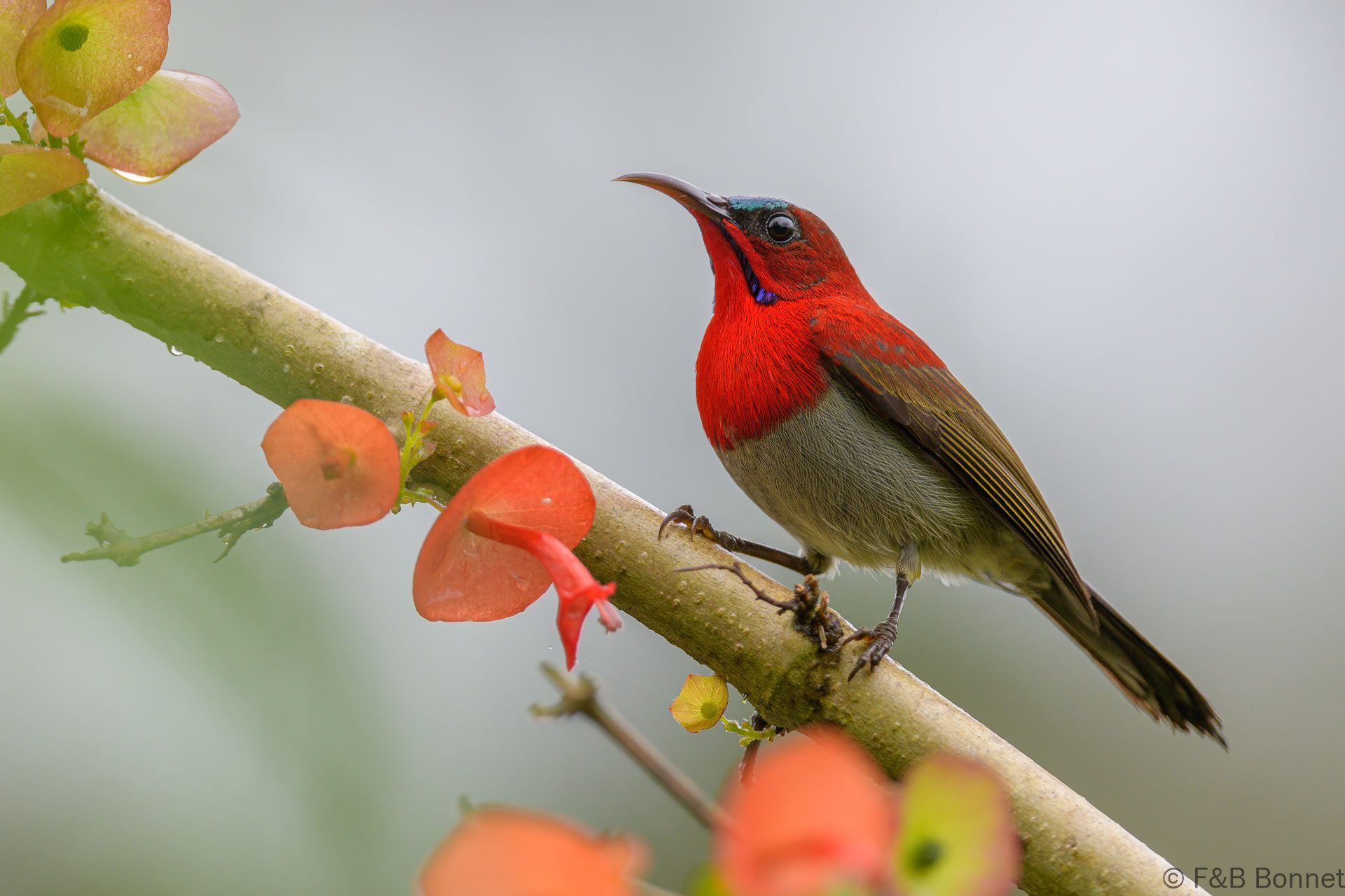 Crimson Sunbird ♂ - Thailand - Krung Ching - 2024