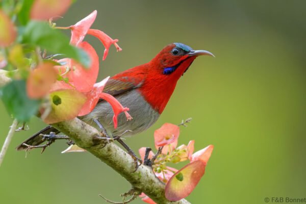 Crimson Sunbird ♂ - Thailand - Krung Ching - 2024