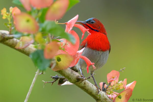 Crimson Sunbird ♂ - Thailand - Krung Ching - 2024