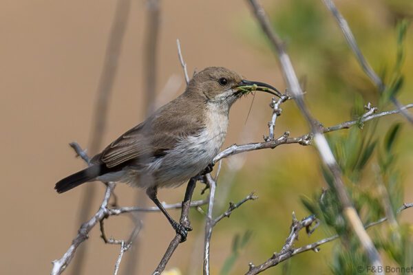 Dusky Sunbird ♀ - South Africa - Goegap NR - 2024