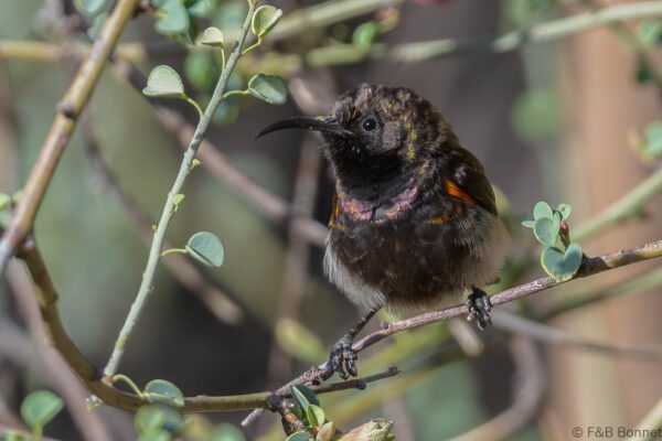 Dusky Sunbird ♂ - South Africa - Riemvasmaak - 2024