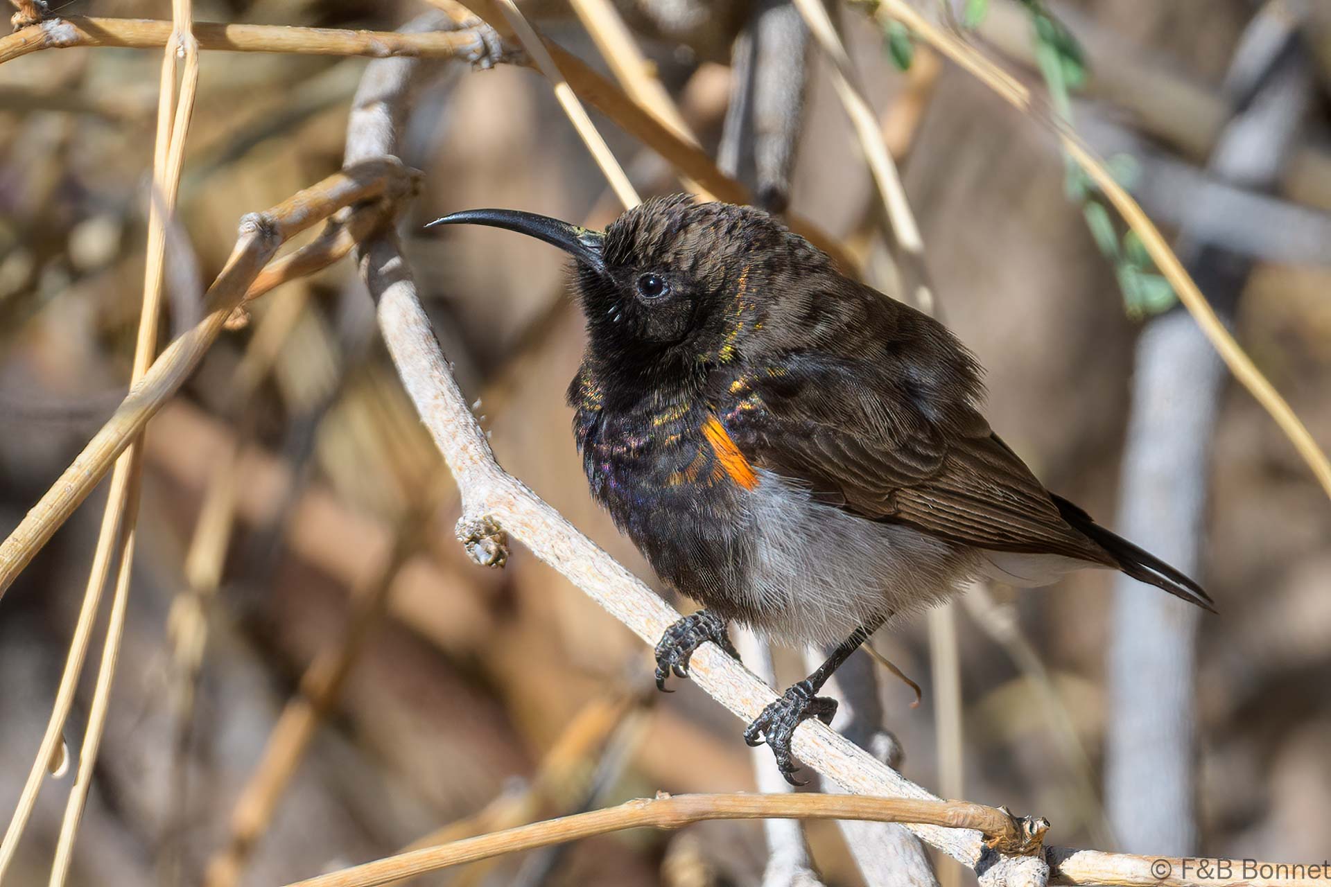 Dusky Sunbird ♂ - South Africa - Riemvasmaak - 2024