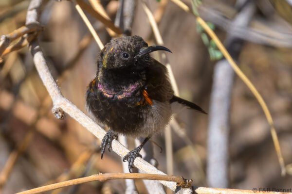 Dusky Sunbird ♂ - South Africa - Riemvasmaak - 2024