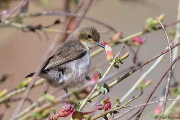 Dusky Sunbird ♀ - South Africa - Riemvasmaak - 2024