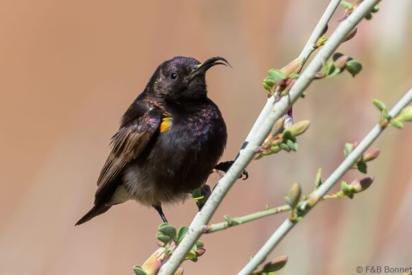 Dusky Sunbird ♂ - South Africa - Riemvasmaak - 2024