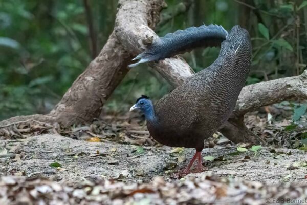Great Argus ♂ - Thailand - Khao Chom Piew Forest - 2026