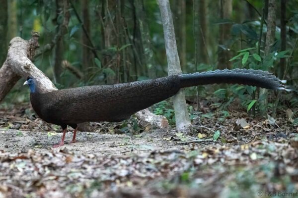 Great Argus ♂ - Thailand - Khao Chom Piew Forest - 2026