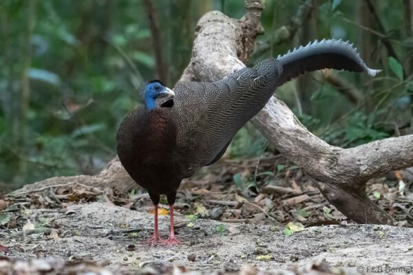 Great Argus ♂ - Thailand - Khao Chom Piew Forest - 2026