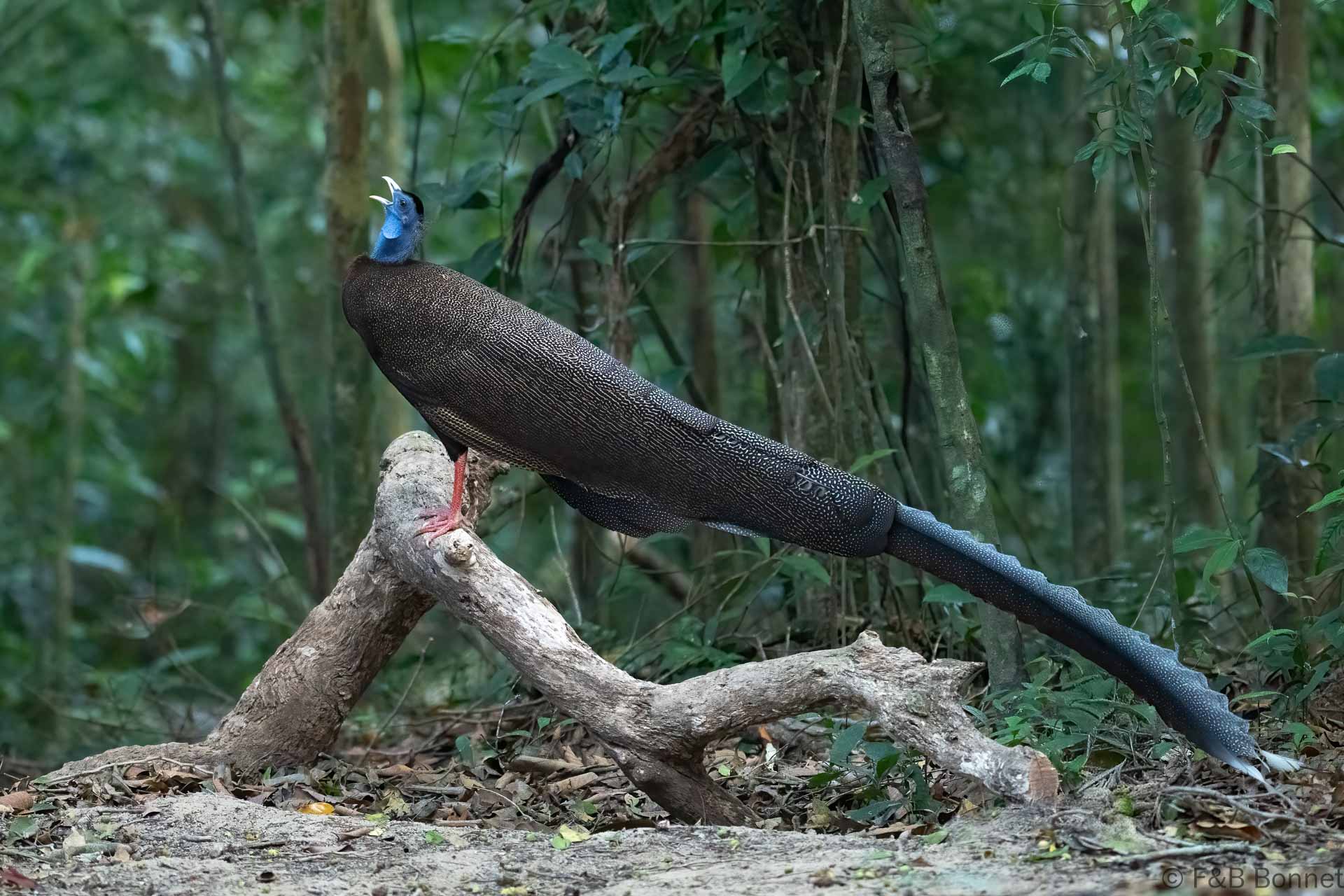 Great Argus ♂ - Thailand - Khao Chom Piew Forest - 2026