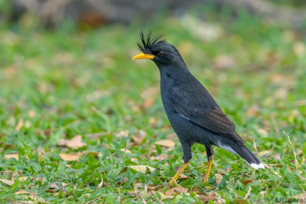 Great Myna - Thailand - Bangkok - 2023