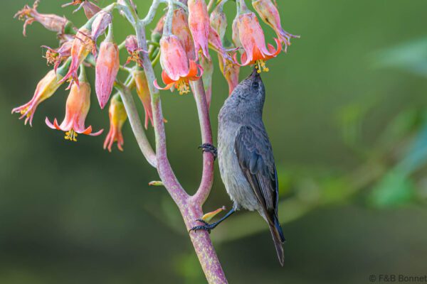 Greater Double-collared Sunbird ♀ - South Africa - Brenton-on-sea - 2022