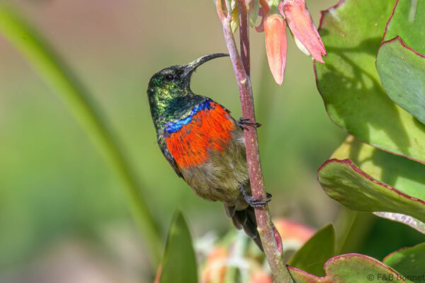 Greater Double-collared Sunbird ♂ - South Africa - Brenton-on-sea - 2022