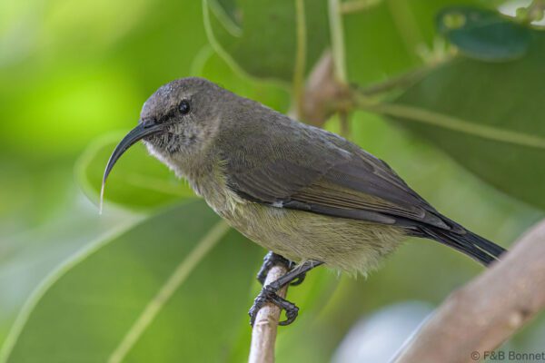 Greater Double-collared Sunbird ♀ - South Africa - Brenton-on-sea - 2022