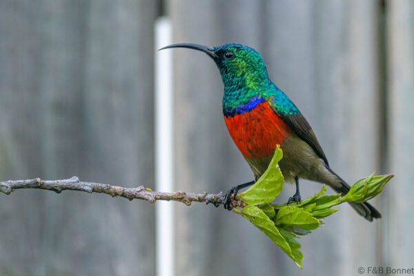 Greater Double-collared Sunbird ♂ - South Africa - Knysna - 2022
