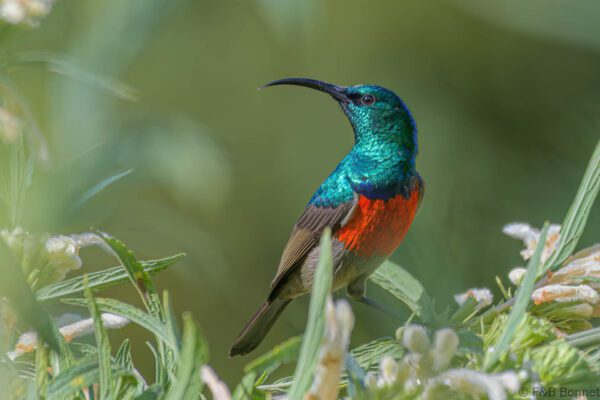 Greater Double-collared Sunbird ♂ - South Africa - Knysna - 2022