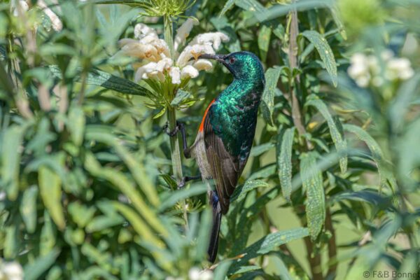 Greater Double-collared Sunbird ♂ - South Africa - Knysna - 2022