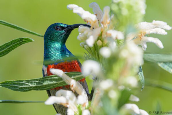 Greater Double-collared Sunbird ♂ - South Africa - Knysna - 2022