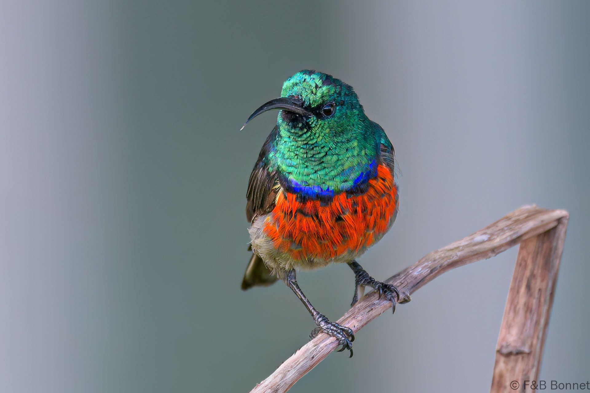 Greater Double-collared Sunbird ♂ - South Africa - Brenton-on-sea - 2022