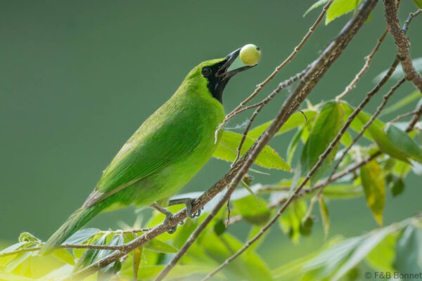 Greater Green Leafbird ♂ - Thailand - Krung Ching - 2026